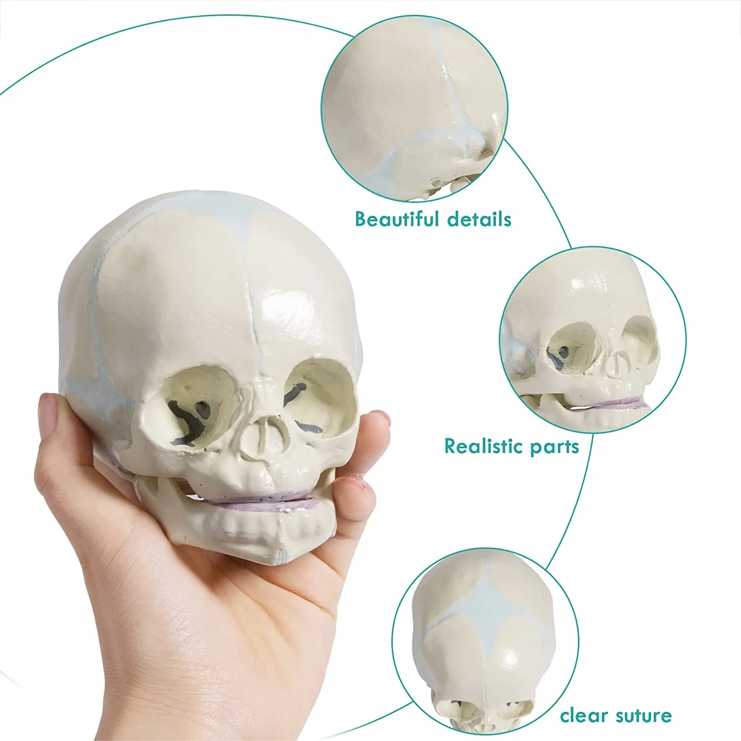 Modelo De Cráneo Fetal Humanomodelo De Cráneo Fetalmodelo De Cráneo De Bebé De Tamaño Real 