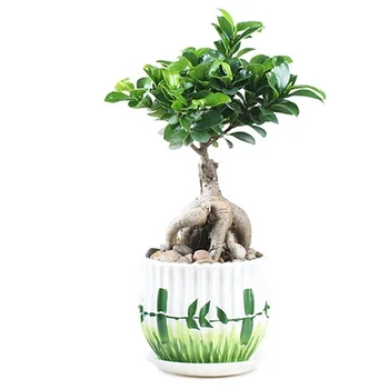 Leaf Ficus ginseng Ficus microcarpa plants indoor houseplant at low price