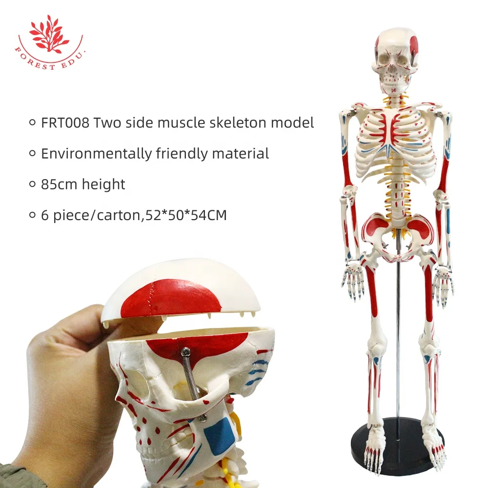 医学人体骨骼模型FRT008 85厘米金属手工制作解剖骨骼模型研究人体结构