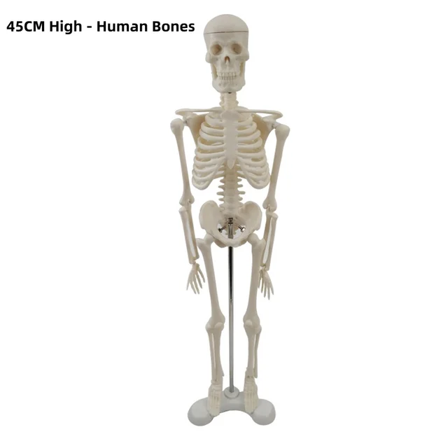 Factory direct wholesales 45CM bone model, medical teaching model equipment, human bone model teaching medical equipment