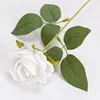Velvet Rose [Snow Mountain White]