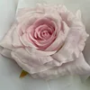 สีชมพู
