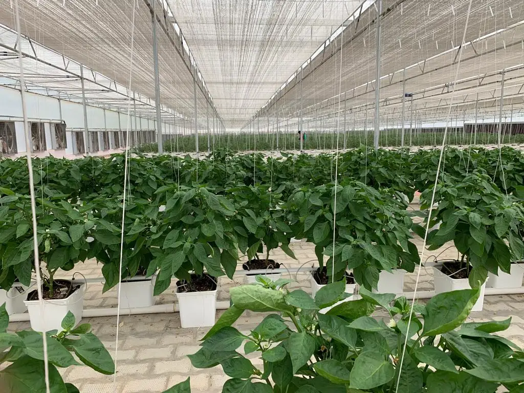 Dutch Bucket Drip Irrigation Agricultural Hydroponics Greenhouse Bato