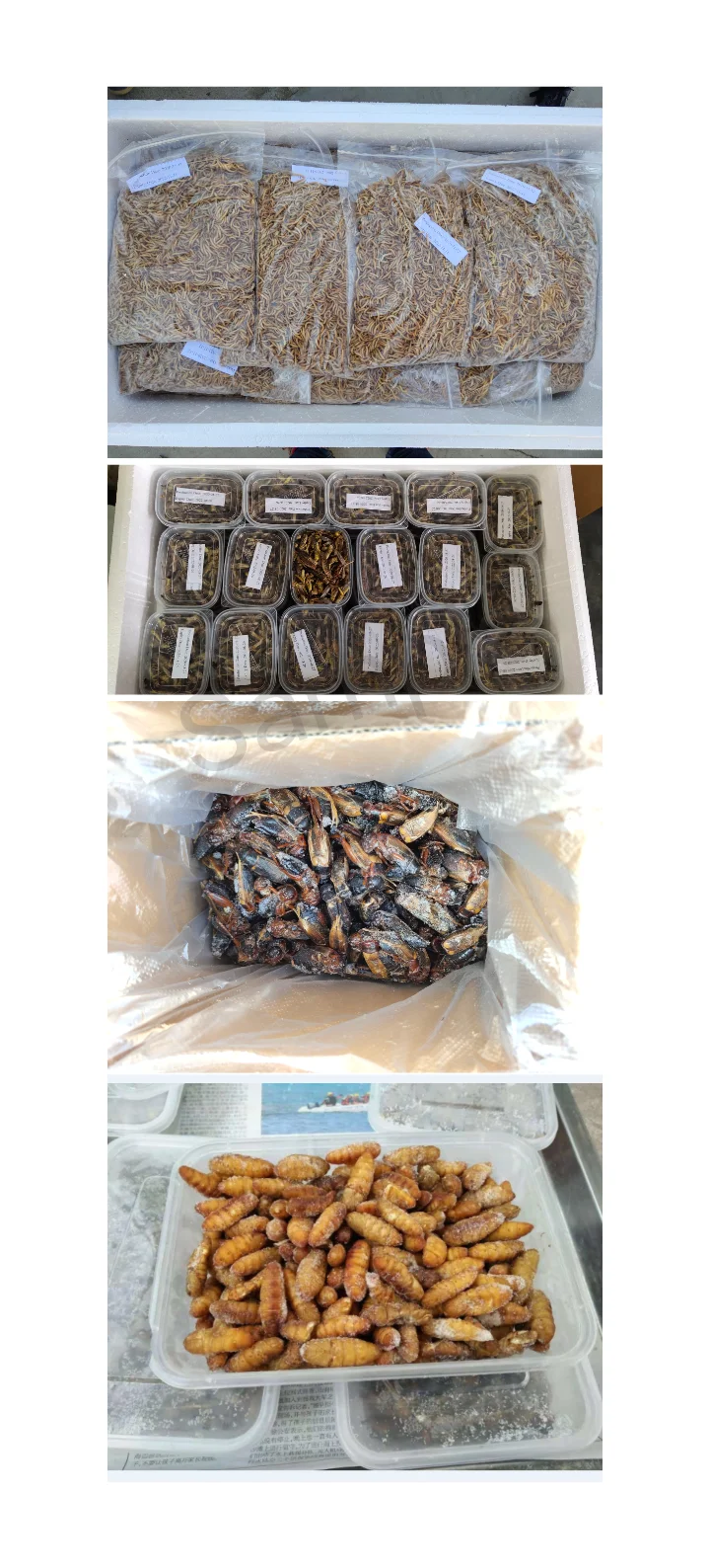 Frozen Feeder Mealworms For Pet Birds Fish,Lizards,Spiders Food Amphibians Aquatic Fishing Bait