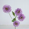 Pourpre