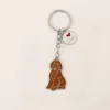Termes de la chaîne marron assis teddy idog