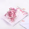 rosa-1
