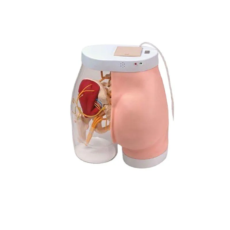 Advanced Intramuscular Injection Simulator for Medical College Students Buttocks Manikin for Nursing Skills Medical Science