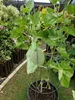 Fruit green - 9*12cm gauze bag