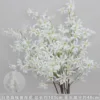 Ramas altas de lirio araña blanco.