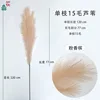 Single 15-cent reed, pink champagne