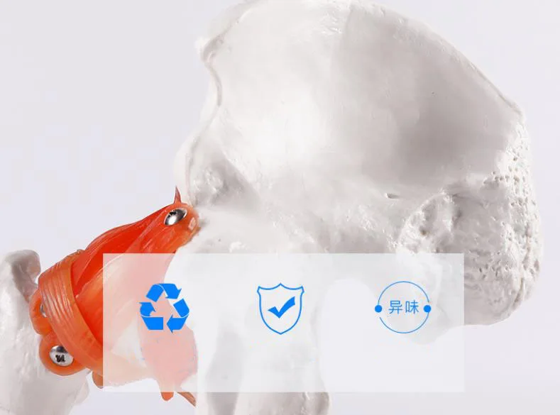 Medical Scientific Model of Human Hip Joint and Femoral Skeleton Teaching Aid