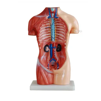 42 Cm Compared to Human - LHN04 Anatomy Model for Teaching