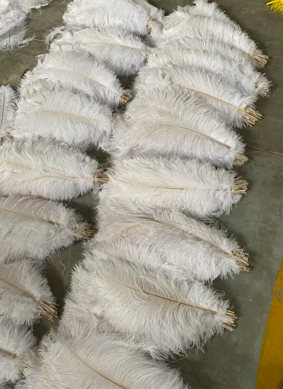 Большое белое перо страусиного дерева для