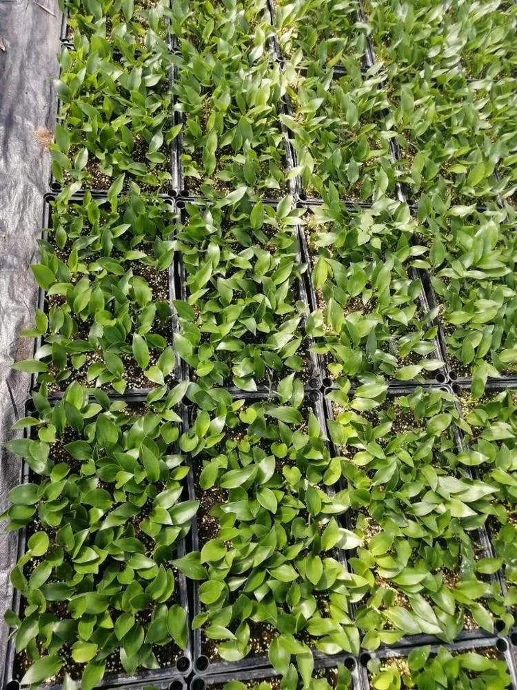 Завод рассады небо