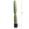 Monkey Tail Cactus - Model B