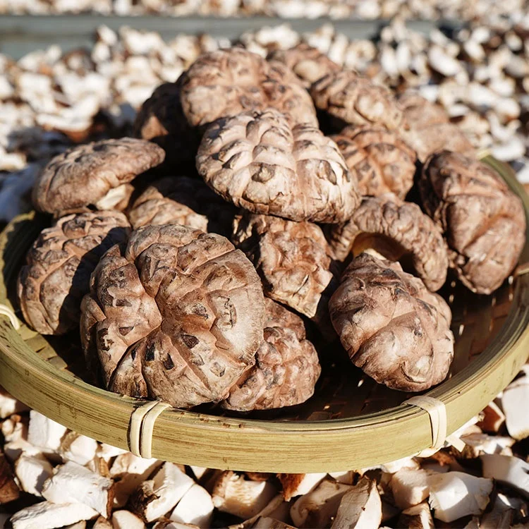 Сушеный цветочный гриб шиитаке высшего уровня