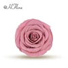 Rosa melocotón oscuro