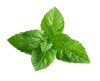 Menthe