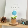 B sky blue tulip potted