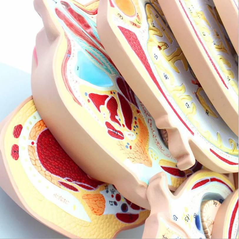 Medical Teaching Model Head Section Model  Horizontal Section 12 Pieces  Human Brain Model Head Anatomy