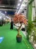 180cm true trunk cherry blossom tree 1(No pot)