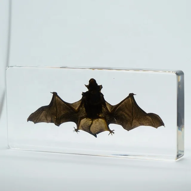 Animal Taxidermy Safe Resin Medical Science Bat Embedded Biological Specimen for School