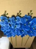 Blu 145 cm
