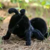 Ant-27cm-black