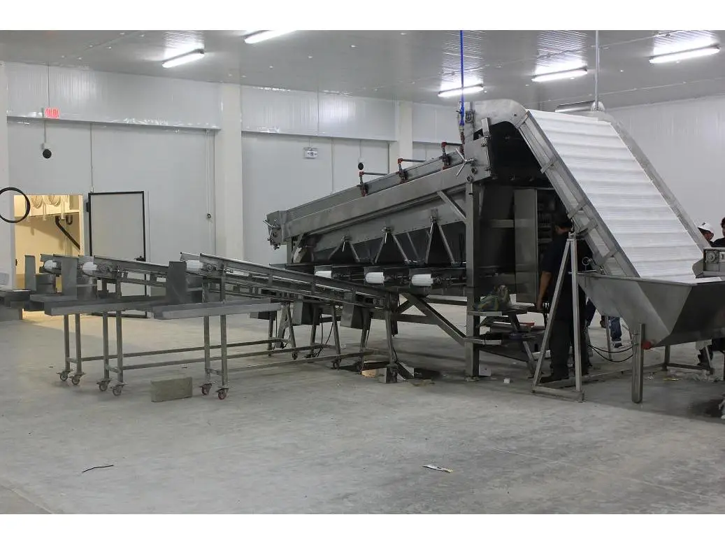 High Accuracy Automatic Fresh Fish Prawn 12 Roller/18 Roller Sorter Machine Shrimp Size Grading Machine