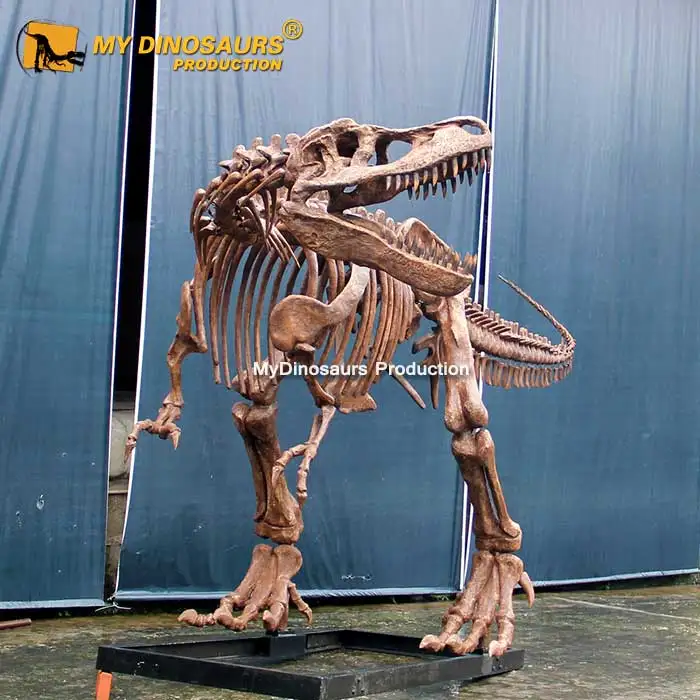 Wholesale Meu dinossauro t-rex xj244, fósilos esqueleto para compras From  m.alibaba.com