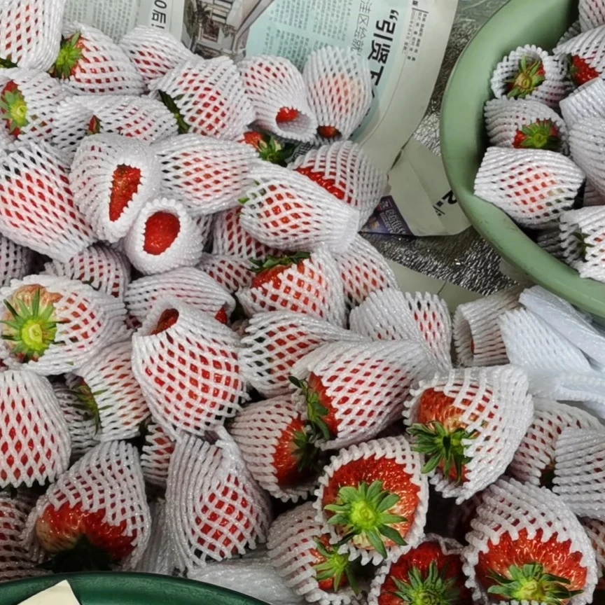 Housse de moustiquage à fruits en mousse avec prix de gros