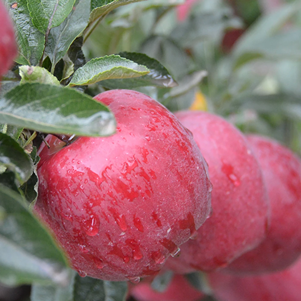 Свежий яблоко