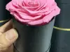 Rosa dolce