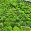Green 2#