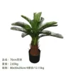70cm cycad