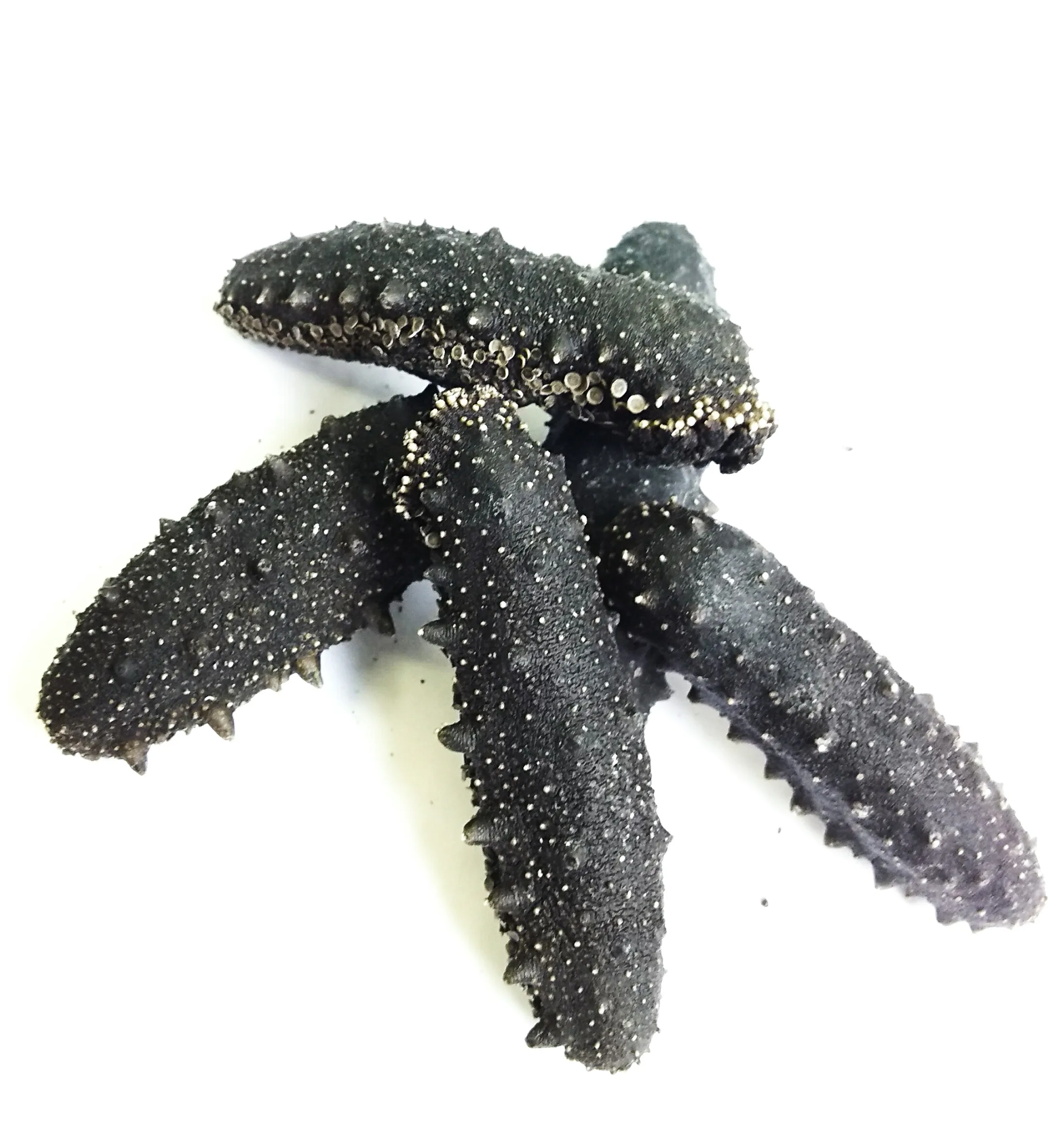 Dried Sea Cucumber Buy Sea Cucumber,Sea Cucumber,Sea Cucumber Product on