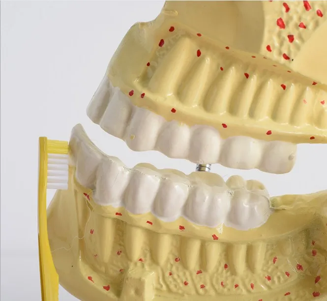 医学科学优质畅销牙科标准主要中班科学齿牙列模型儿童 - buy
