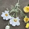 Gran caqui blanco de la reina