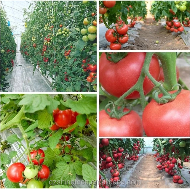 multi span sawtooth greenhouse