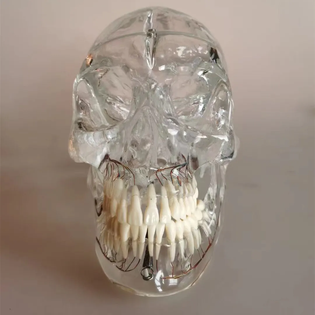 Life Size Teaching PVC Human Transparent Skull with Neurovascular Anatomical Model