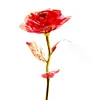 colorful One red rose, 24 cm long.