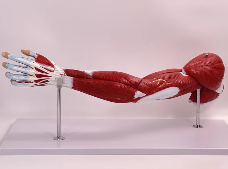 Alibaba.com: Natural Upper Limb Arm Muscle Model, Removable and ...