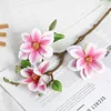 Magnolia rosa xz a tre teste