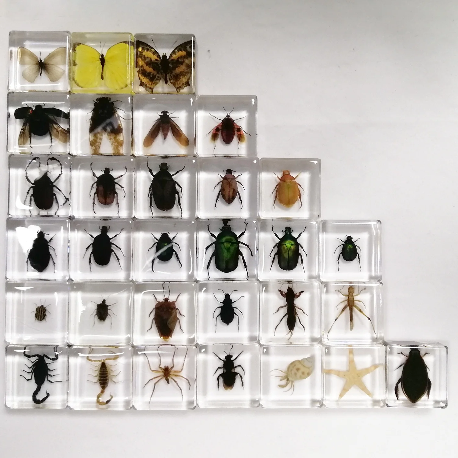 ギアスルンバ標本 コウペンちゃん NEOツインGTGK～Webオーダーパック（ブラック