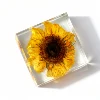girasol