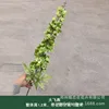 Large swallowtail