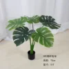 Monstera deliciosa gruesa 70-130