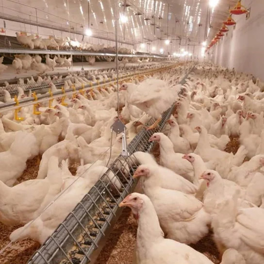 Turnkey Solution Automatic Broiler Breeder Layer Chicken Poultry Floor Cage Farming Raising Growing Equipment Machine System