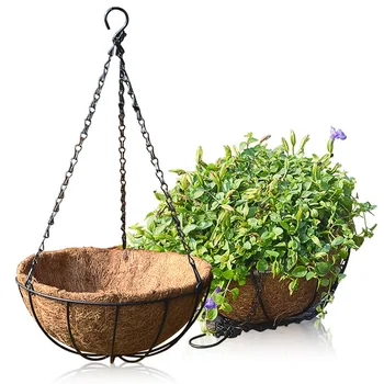 buy florida beauty philodendron Philodendron 'Florida Beauty' main image 0